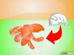 This video is about basic hermit crab care! 3 Ways To Know When Your Hermit Crab Is Dead Wikihow