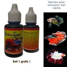 Bisa dilakukan sebagai usaha di. Jual Ikan Cupang Blue Rim Jantan Terbaru Lazada Co Id