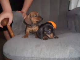 Puppies cleared by board certified cardiologist prior to placement. Adorable Mini Dachshund Puppies Beautiful For Sale In Bumpass Virginia Classified Americanlisted Com