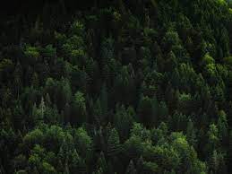 23,922 best green background free video clip downloads from the videezy community. Forest Trees Coniferous Green Treetops Background Toppng