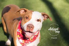 View info on kc pet project: Kc Pet Project Our Zona Rosa Location Is Packed Today Facebook