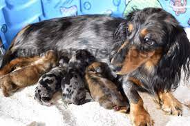 She will make a wonderful addition to your family. Merrywind Teckels Miniature Longhair Dachshunds