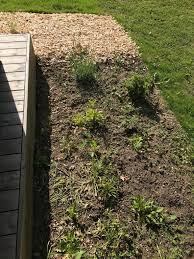 retour du froid hivernal comment proteger et sauver ses plantes en 2021 copeaux de bois jardin paillage jardin decoration exterieur