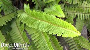 Image result for Lomariopsidaceae