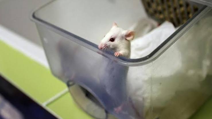Alert in Taiwan after COVID-19 infected mouse bites scientist, she tests positive