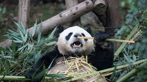 Джек блэк, дастин хоффман, анджелина джоли и др. Giant Pandas No Longer Endangered But Still Vulnerable Says China Bbc News