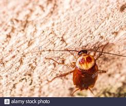 Cucaracha Mariposa Fotos E Imagenes De Stock Alamy