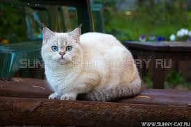 Golden chinchillas british cats mimisolcats. Black Golden Shaded Pointed Color Of British Cats Bri Ny 11 33 With Photo Sunray