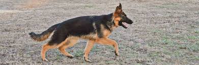 We did not find results for: German Shepherd Dog Information Kappel Gsd Kennel Texas