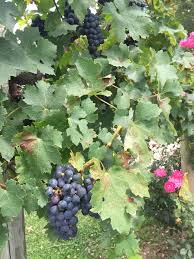 Pest control software is used in public spaces and agriculture, residential, and commercial buildings to protect people and the environment from organisms that may when not included in the pest control software, integration with accounting and billing software is required to process invoices and payments. Growing Grapes In Henderson County Nc North Carolina Cooperative Extension