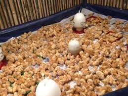 Hasil silangan ayam arab & ayam horn. Cara Menetaskan Telur Ayam Petelur Dijamin Sukses Sudah Terbukti