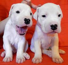 946 likes · 12 talking about this. Andreja Pintar On Twitter Dogo Argentino Puppies For Sale If Anyone S Interested Contact Me Also Sharing Is Not Vorbidden Http T Co Svqixa3cmv