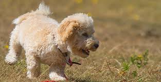 Happy, healthy puppies for sale in boca raton, florida. How Much Do Cavapoo Puppies Cost Real Examples Included