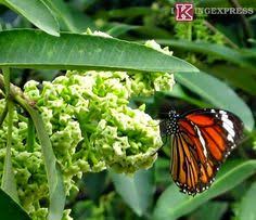 Image result for hÃ¬nh áº£nh hoa sá»¯a Äáº¹p nháº¥t