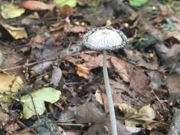Image result for Coprinus lagopides
