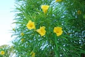 Pin On Poison Plants To Cats