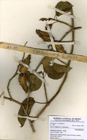 Image result for Marsdenia sylvestris