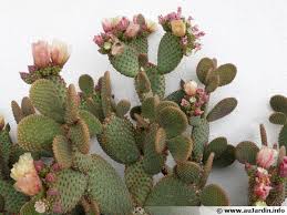 We stock a large selection of cubic zirconia pendants for jewelry diy making. Cactus Raquette Oreille De Lapin Opuntia Microdasys Planter Cultiver Multiplier
