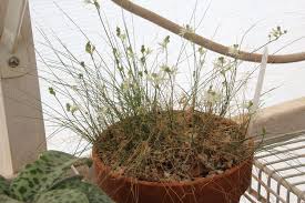 Image result for Drimia calcarata