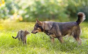 Our palm beach gardens veterinarian provides comprehensive health care. Pet Friendly Communities In Dubai Dubai Marina Jlt More Mybayut