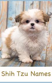 Black And White Shih Tzu Puppy Names Shih Tzu Names Adorable To Awesome Ideas For Naming Your Puppy Shitzu Puppies Shih Tzu Puppy Puppy Names