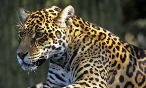 Rare And Enchanting Photos From The Amazon Amazon Animals Rainforest Animals Animals