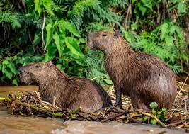 Puede medir hasta 1,30 metros de largo y los adultos llegan a pesar 60 kilos. Capibara Conoce Al Roedor Mas Grande Del Mundo