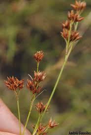 Image result for Rhynchospora rugosa