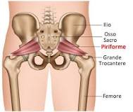 Muscolo Piriforme