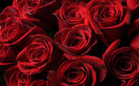 First, find the perfect wallpaper for your pc. Free Download Red Roses Wallpaper Download For Desktop Pc Amp Mobile 2560x1600 For Your Desktop Mobile Tablet Explore 75 Red Roses Wallpaper Rose Wallpaper Dark Red Roses Wallpaper Red