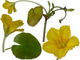 Image result for Menyanthaceae