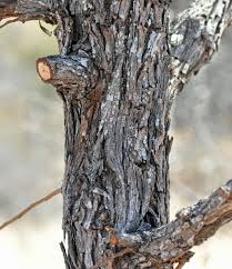 Image result for Colophospermum