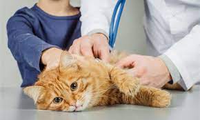 Cara merawat bayi kucing tanpa induk adalah menjaga kucing tetap hangat dengan menyimpan mereka di kotak atau wadah yang diberi selimut lembut, seperti selimut bayi. 17 Ciri Ciri Kucing Mau Mati Beri Pertolongan Ini Segera