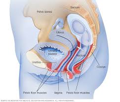 Boundaries of the pelvic outlet (anterior, lateral and posteri… male or female: Female Pelvic Floor Muscles Mayo Clinic