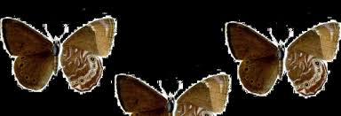 Wildlife sanctuaries and national parks in sikkim | sikkim. Small Woodbrown Butterfly Rediscovered In Sikkim After 120 Years