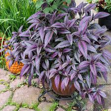 Image result for Strobilanthes