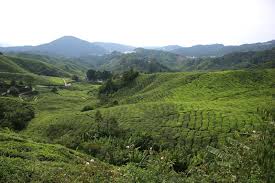 Read this before planning your trip! 2d1n In Cameron Highlands Voguelyvivien