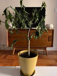 We did not find results for: Why Are My Lemon Tree S Leaves Curling Gardening Landscaping Stack Exchange