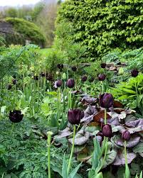 Sean Swallow On Instagram Will Someone Call A Priest I Recoil Slightly From These Choices Made A Few Months Back Tulips Queen Of The Night And Paul Scher