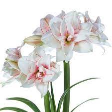 Double Amaryllis Elvas Amaryllis Bulbs Breck S Amaryllis Bulbs Amaryllis Summer Bulbs