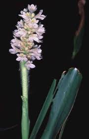 Image result for Rhytachne