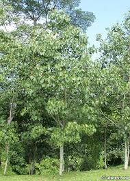 Image result for Thespesia populneoides