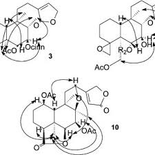 Image result for Tinnea antiscorbutica