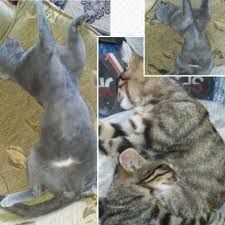 Kedi Lerim Uyurken Kedi