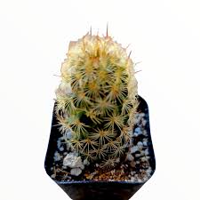 Image result for Ceropegia elongata