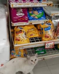 Clever Street Cat Leads A Woman To The Store And Asks Her To Buy Him Food She Adopts Him In 2020 Cat Lead Cat Food Brands Animal Intelligence