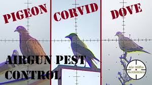 One of the advantages of air rifles is their silence. Pigeon Corvid Dove Airgun Pest Control Youtube