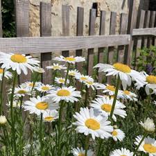 Image result for foto Kopretina