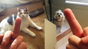These funny pets have gone viral thanks to their sheer cuteness﻿. Best Cat And Dog Memes Compilation Of 2021 Funny Cats Dogs Youtube