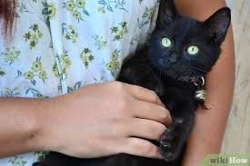 How do you treat eye infection in kittens? 3 Ways To Clean Kittens Wikihow